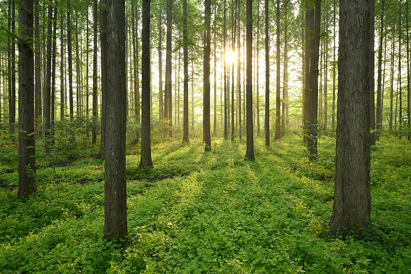 森林,早晨,风景,俄亥俄河,阳光光束,松树,树干,绿色,水平画幅,枝繁叶茂