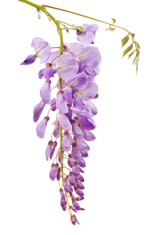 紫藤,自然,垂直画幅,无人,嫩枝,白色背景,背景分离,特写,仅一朵花,豆