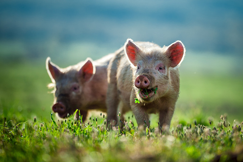 Happy,piglets,eat,grass?
