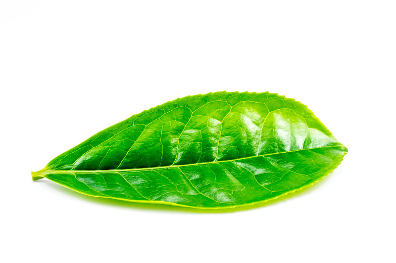 茶树,叶子,一个物体,充满的,视角,水平画幅,无人,特写,花蕾,植物