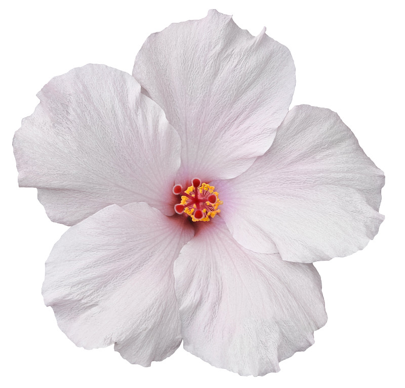 木槿属,分离着色,白色,夏威夷大岛,夏威夷,水平画幅,无人,仅一朵花,开着的,植物