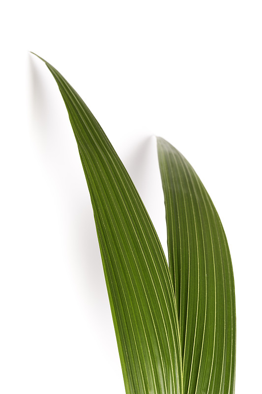 叶子,椰子树,活力,清新,背景分离,简单,自然美,植物,背景,影棚拍摄