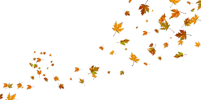 秋天,枫叶,风,自由落体,叶子,留白,水平画幅,偏远的,季节,自然