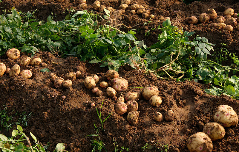 农作物,马铃薯,水平画幅,季节,泥土,生食,夏天,户外,田地,植物