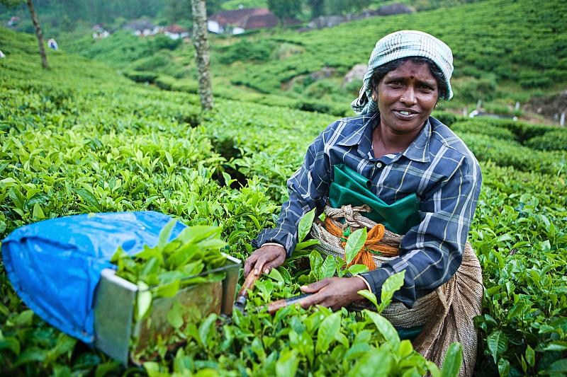 茶叶,女人,茶树油,喀拉拉邦,枝繁叶茂,印度人,仅成年人,明亮,印度次大陆人,农作物