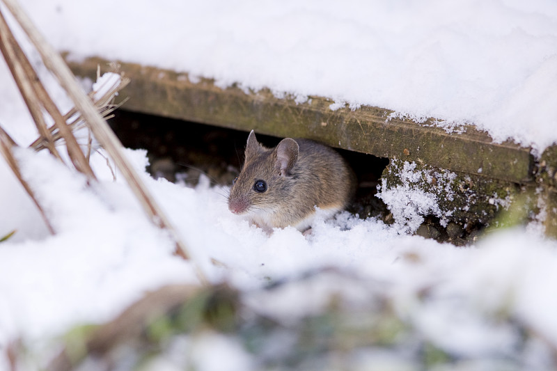 木鼠,田鼠,鼠,自然,野生动物,水平画幅,小的,可爱的,雪,无人
