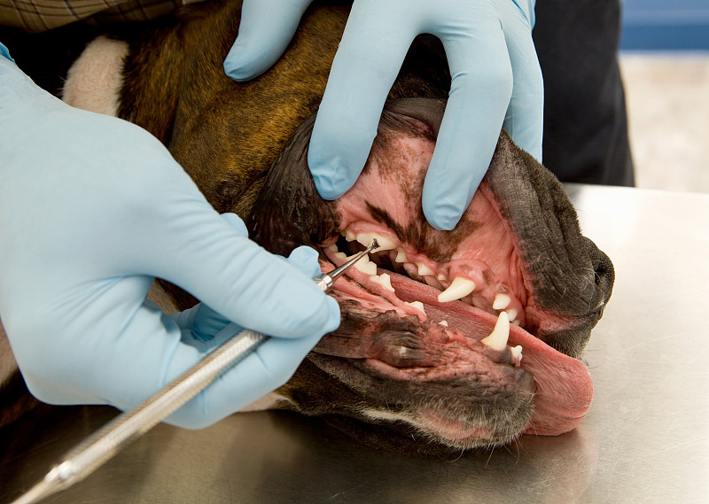 动物牙齿,狗,犬齿,牙石,牙科设备,口腔卫生,斑块,动物嘴,水平画幅,动物身体部位
