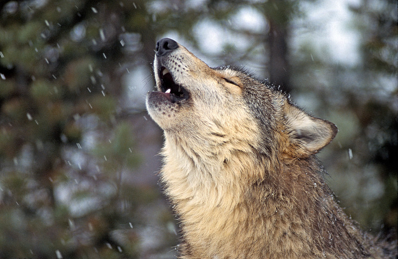 灰狼,雪,狼,野生动物,蒙大拿州,水平画幅,无人,哺乳纲,冬天,动物