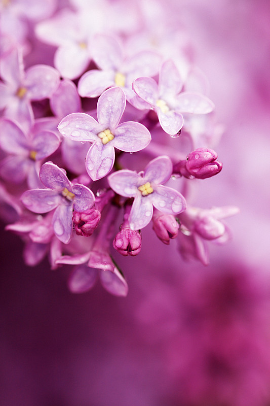 雨,丁香花,紫色丁香,垂直画幅,选择对焦,水,留白,无人,湿,户外