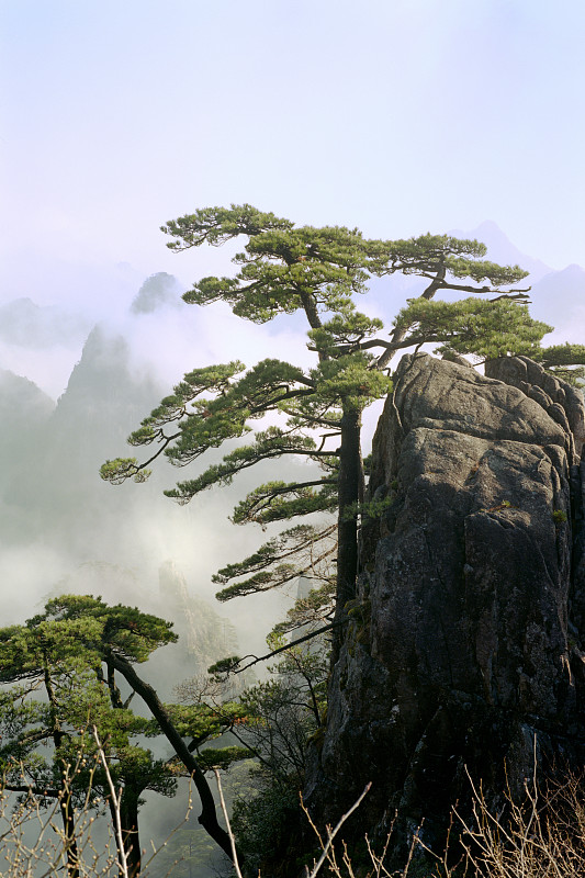 自然美,安徽省,垂直画幅,山,无人,户外,花岗岩,高处,植物,常绿树