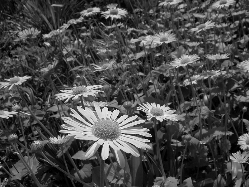 仅一朵花,黑白图片,美,芳香的,水平画幅,轻的,巨大的,野外动物,夏天,时间