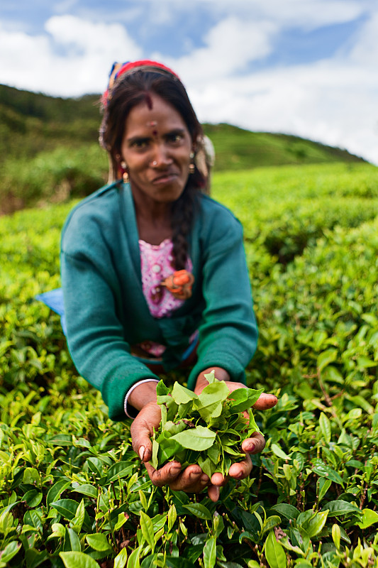 叶子,斯里兰卡,茶树,泰米尔,努沃勒埃利耶,茶树油,斯里兰卡人,茶叶,农业,云景