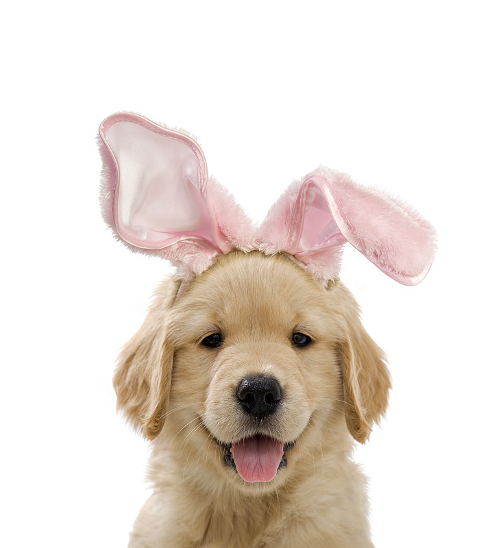 复活节,可爱的,粉色,兔子耳朵装,小狗,衣服,兔子耳朵服装,复活节兔子,兔子装,宠物服装