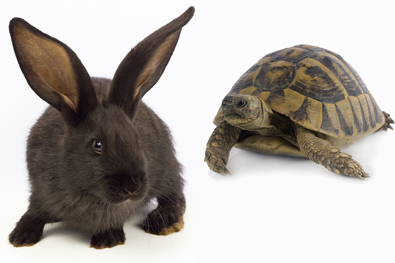 兔子,海龟,背景,黑色,缓慢的,小兔子,褐色,水平画幅,动物耳朵,动物身体部位