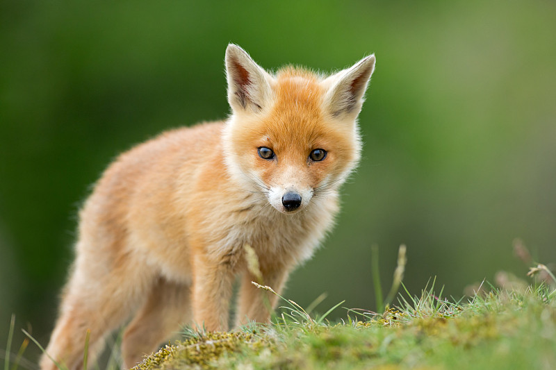 红色,小丘,草原,小狐狸,狐狸,红狐,野外动物,可爱的,野生动物,机敏