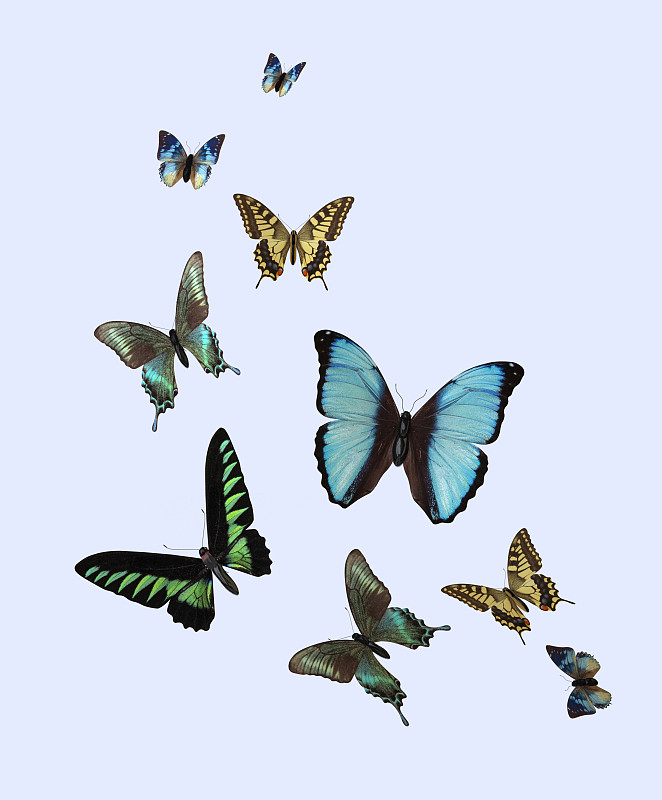 蝴蝶,反差,昆虫群,凤尾蝶,垂直画幅,美,灵感,形状,无人,绘画插图