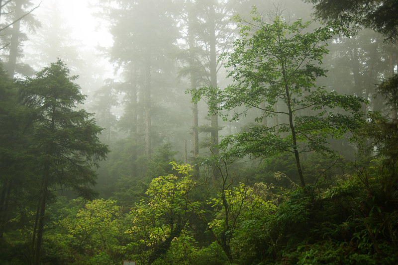 背景,雾,森林,额库拉州立公园,红木森林,太平洋海岸,俄勒冈州,红杉,自然,暗色