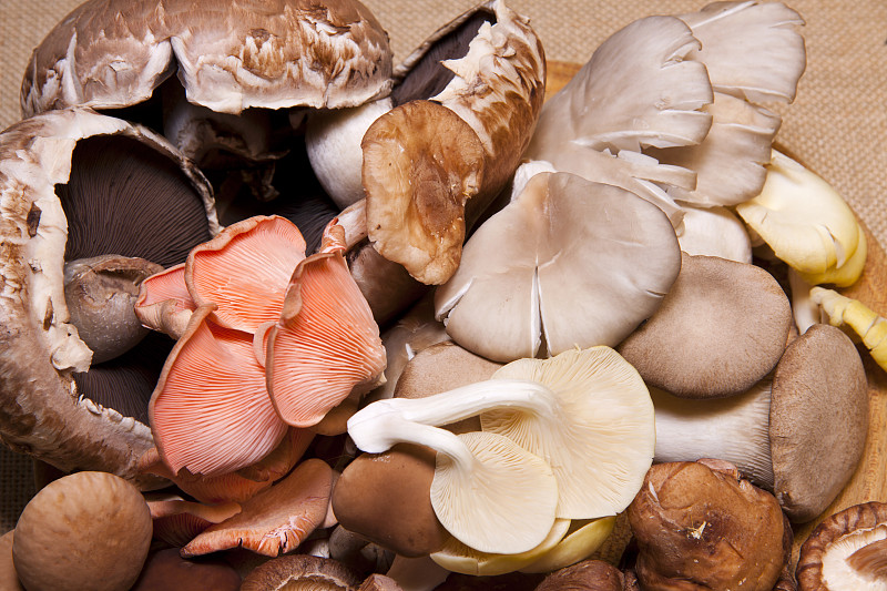 蘑菇,热带气候,日本松茸蘑菇,松茸,干小皮伞菌,杏鲍菇,双孢蘑菇,金针菇,蚝蘑,波托贝洛蘑菇