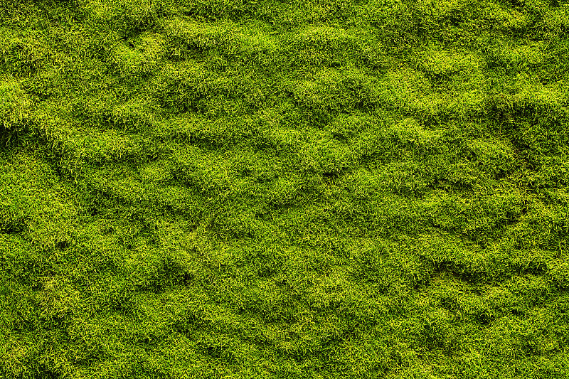 苔藓,纹理效果,草,满画幅,防空洞,沼泽,墙,森林,平视角,绿色