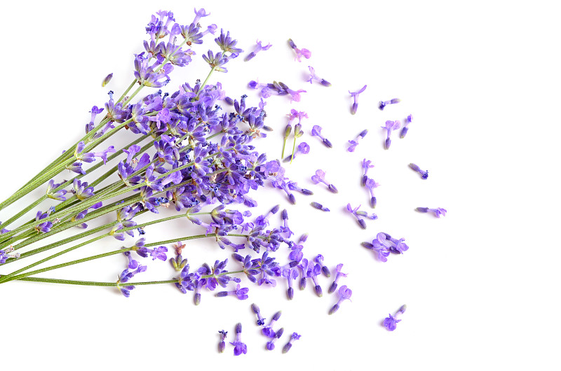 熏衣草,清新,留白,芳香的,水平画幅,无人,组物体,特写,仅一朵花,花束