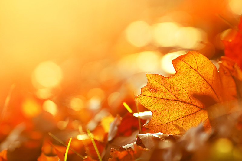 叶子,边框,九月,秋天,橙色,枫叶,阳光光束,十月,树林,黄色