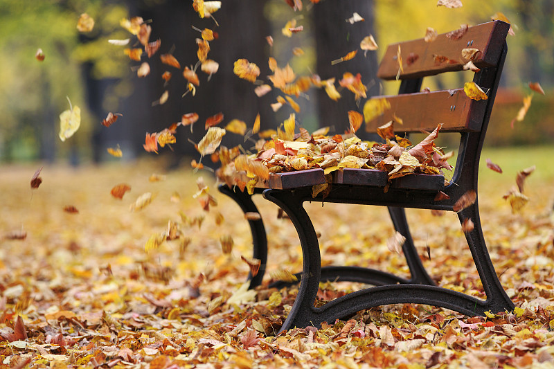 公园,长椅,秋天,自然,风,宁静,水平画幅,地形,无人,户外