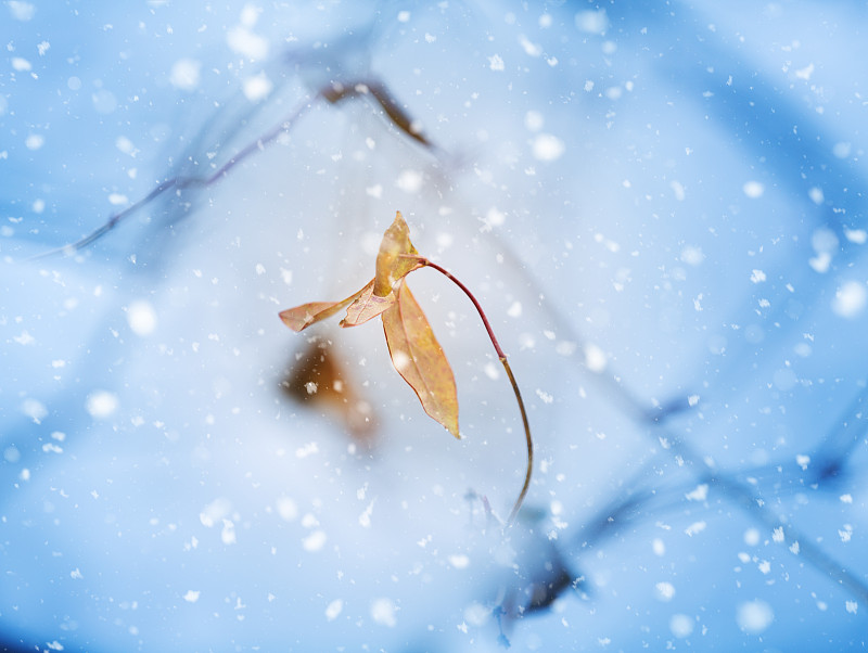 冬天,欧锻树,留白,褐色,水平画幅,雪,无人,早晨,户外