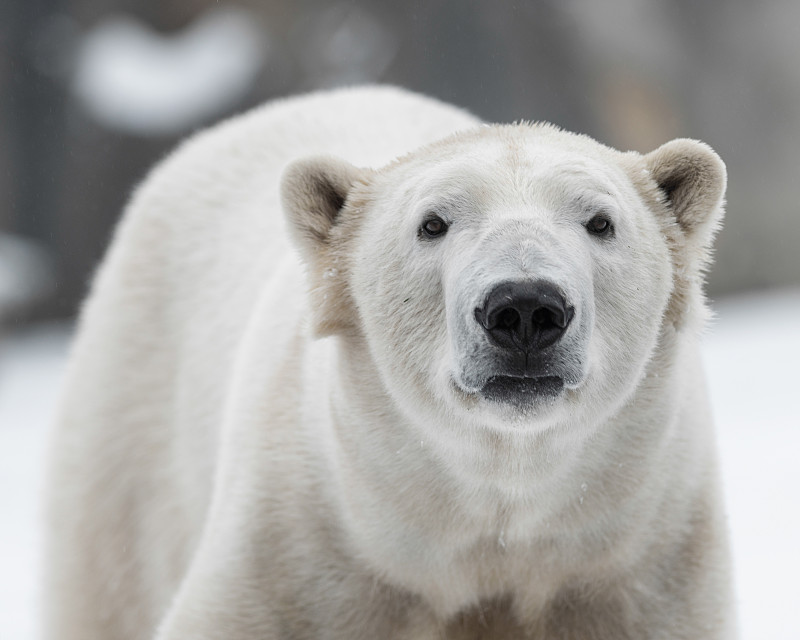 北极熊,正面视角,水平画幅,岩石,雪,无人,动物身体部位,野外动物,雄性动物,熊