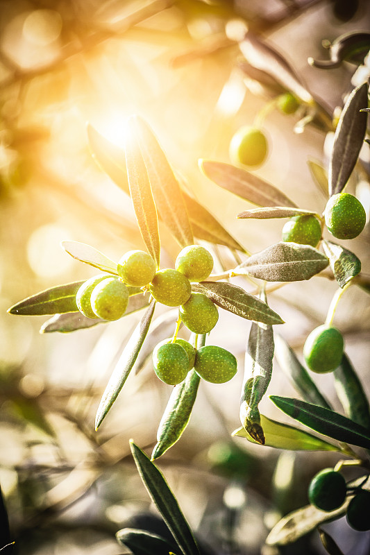 橄榄,托斯卡纳区,橄榄枝,油橄榄树,垂直画幅,选择对焦,无人,特写,地中海美食,前景聚焦