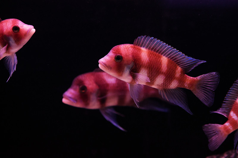 橙色,水族馆,蓝色,鱼类,彩色背景,水平画幅,无人,绿色背景,人工饲养动物,丽体鱼