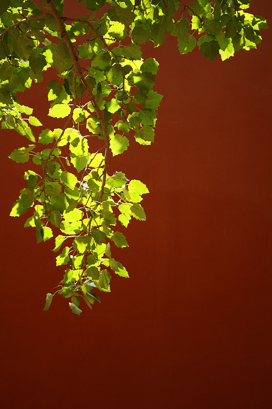 叶子,绿色,红色,前面,围墙,沈阳,垂直画幅,选择对焦,留白,枝繁叶茂