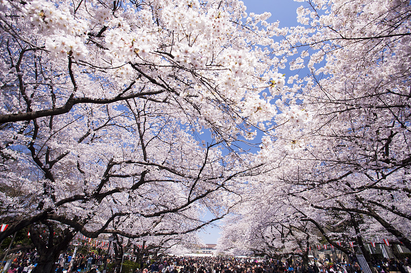 樱桃树,上野公园,花朵,美,樱花节,水平画幅,樱花,无人,日本,自然美