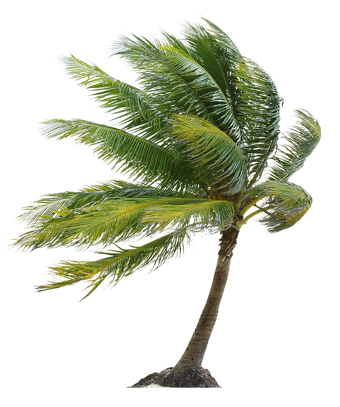 椰子树,风,棕榈树,自然,垂直画幅,斜靠,景观设计,无人,热带树,白色背景