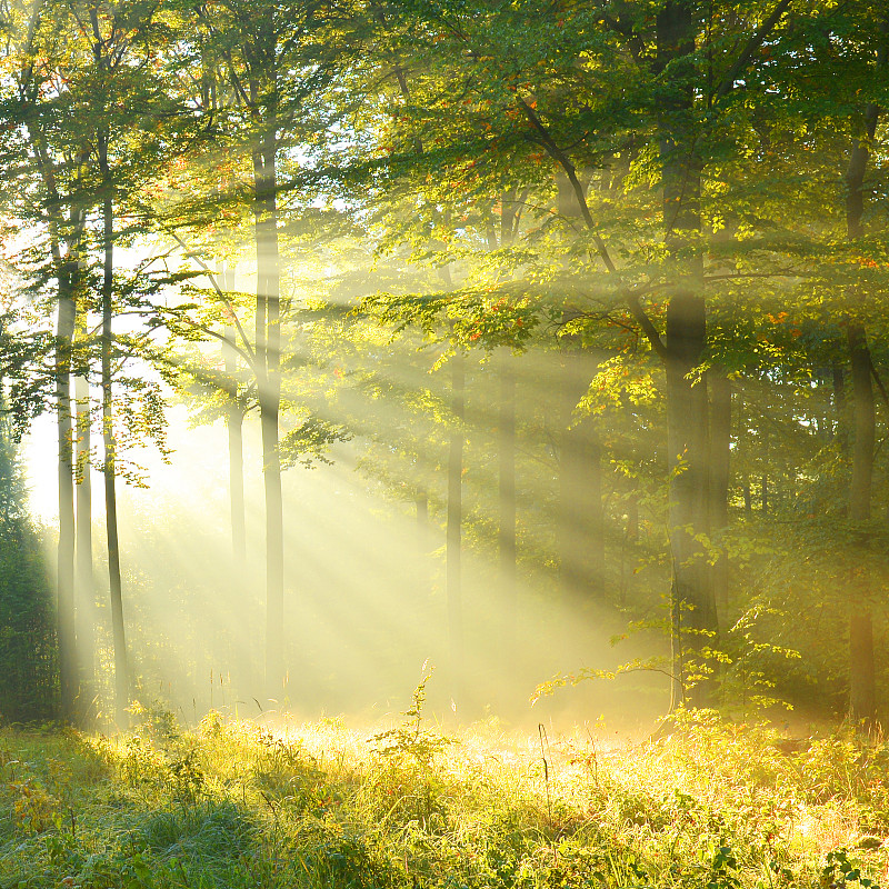 黎明,森林,枝繁叶茂,早晨,光亮,夏天,草,明亮,超自然,彩色图片