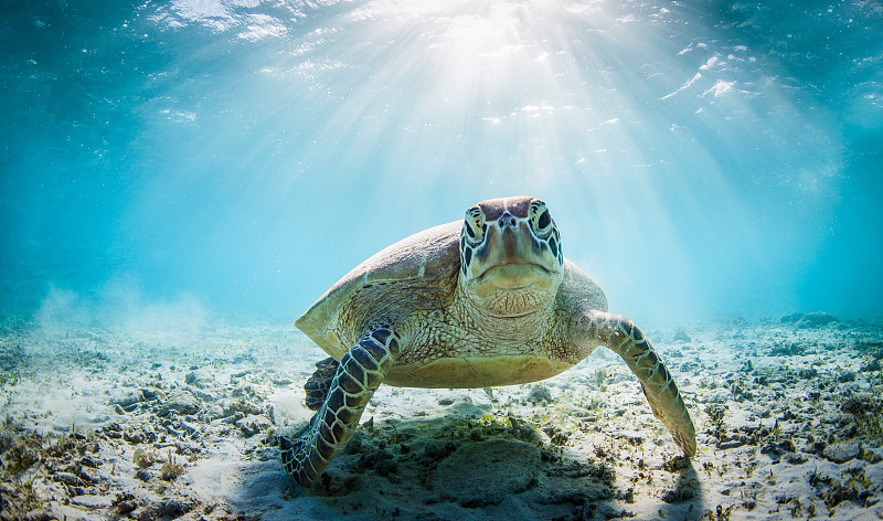 绿蠵龟,幽默,海洋生命,海龟,礁石,水下,海洋,生气,水平画幅,可爱的