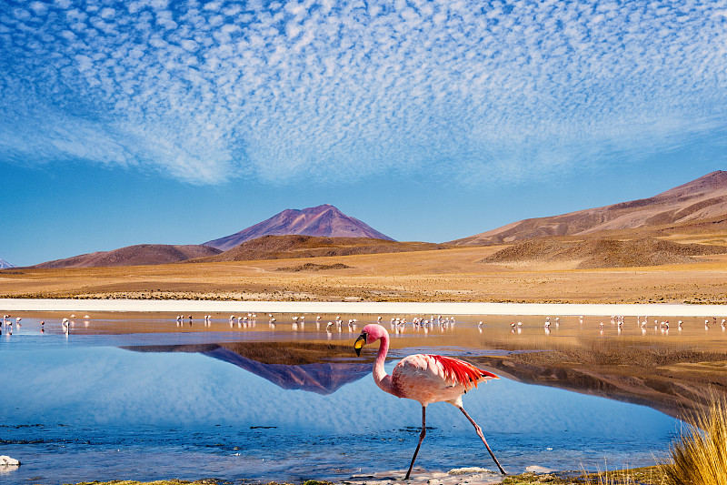 玻利维亚,火烈鸟,泻湖,色彩鲜艳,阿塔卡马大区,阿塔卡马沙漠,奥尔托,智利,乌尤尼盐沼,沙漠