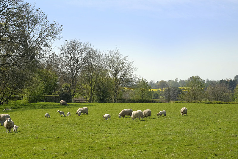 绵羊,科茨沃尔德绵羊,格洛斯特郡,米德兰兹,水平画幅,山,无人,英格兰,户外,乡村风格
