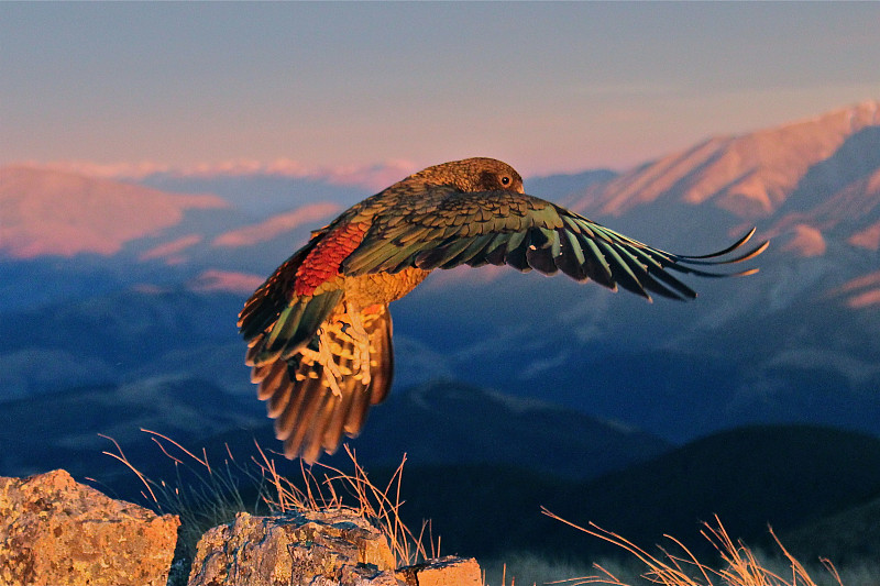 肉食大鹦鹉,新西兰坎特伯雷地区,新西兰,水平画幅,鸟类,鹦鹉,动物身体部位,张开翅膀,山,多色的