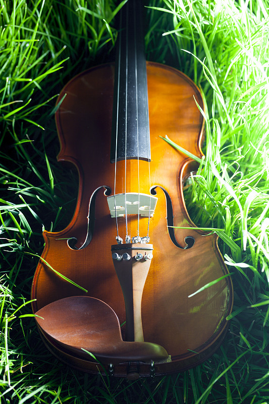 小提琴,草,所罗门前兰伯特,调音弦轴,琴码,大提琴,原音乐,乐器弦,垂直画幅,留白