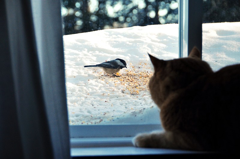 透过窗户往外看,猫,橙子,机敏,水平画幅,侧面像,鸟类,玻璃,都市风景,看
