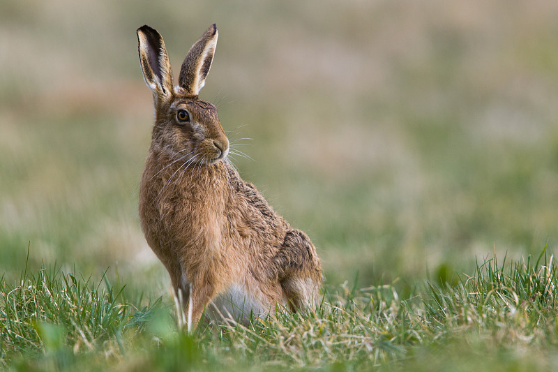 褐色野兔,野兔,褐色,水平画幅,绿色,侧面像,野外动物,户外,草,哺乳纲