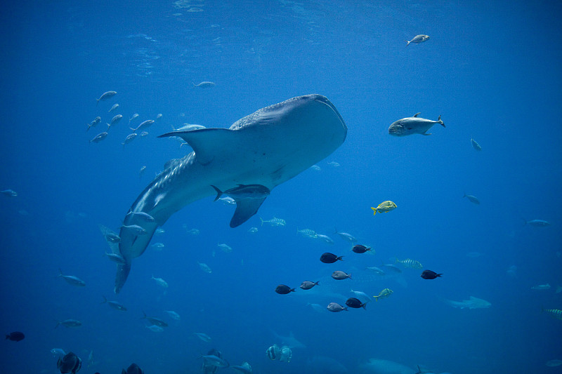 鲸鲨,鲨鱼,选择对焦,水,水平画幅,无人,水下,野外动物,户外,动物主题