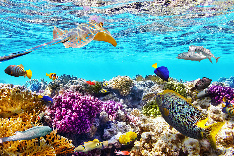 珊瑚,水下,热带鱼,沙姆谢伊赫,礁石,龙角,十字转门,马尔代夫,古尔代盖,呼吸管