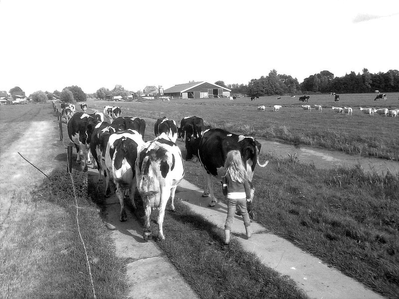 母牛,女孩,圩田,牧羊人,荷兰南部,水平画幅,谷仓,家庭生活,户外