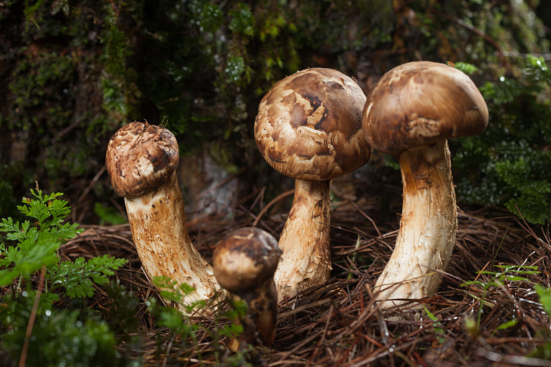 日本松茸蘑菇,自然,松茸,褐色,水平画幅,无人,苔藓,草,特写,食用菌