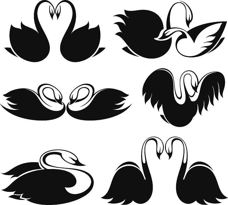 黑天鹅,美,颈,形状,优美,家禽,绘画插图,符号,鸟类,两只动物