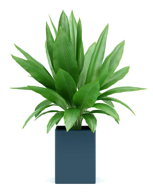 白色背景,室内植物,分离着色,锅,垂直画幅,绿色,无人,蓝色,背景分离,白色