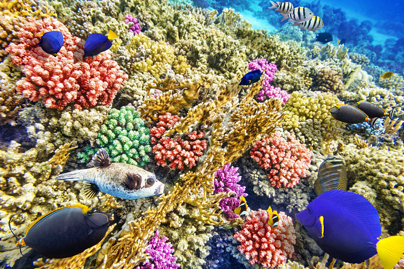 水下,热带鱼,珊瑚,在下面,水,沙姆谢伊赫,水平画幅,水肺潜水,埃及,安达曼海