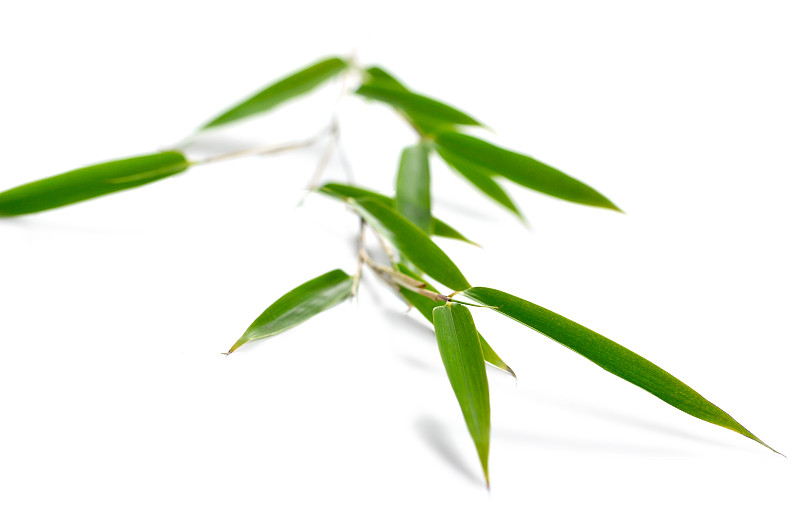 叶子,竹子,竹子叶,选择对焦,禅宗,留白,水平画幅,无人,草,白色