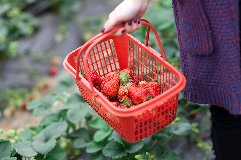 草莓,女人,温室,水平画幅,东亚,户外,篮子,塑胶,仅成年人,农作物